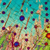 00 Alcohol Under a Microscope